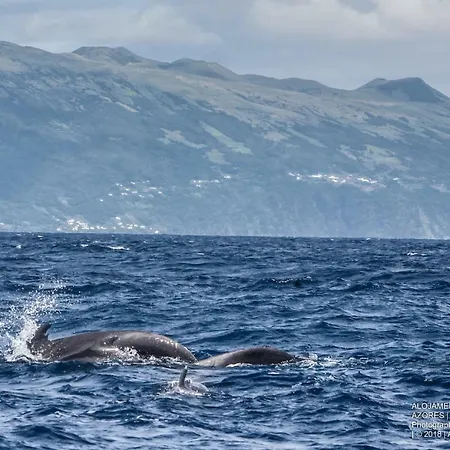 Tomas - Oceanview * Sao Joao (Pico Island)
